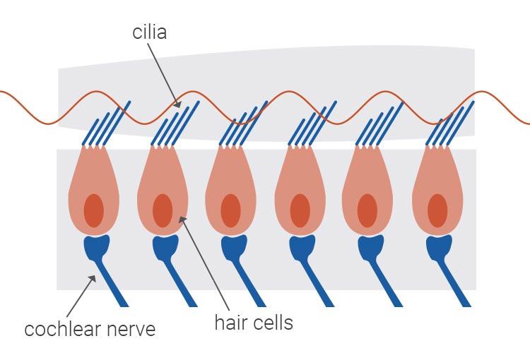 Healthy hair cell