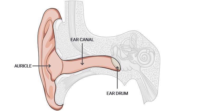 Outer ear