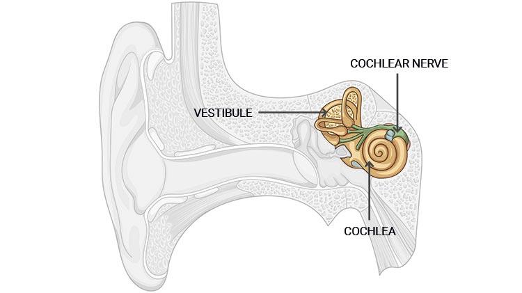 The inner ear transmits sound to the brain in the form of nerve impulses
