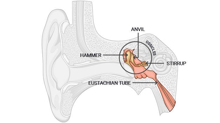 The middle ear captures sound transmitted by the ear drum to amplify it and transfer it to the inner ear
