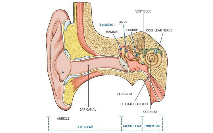 Internal and external structure of the ear