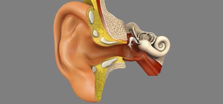 How does the human ear work ?