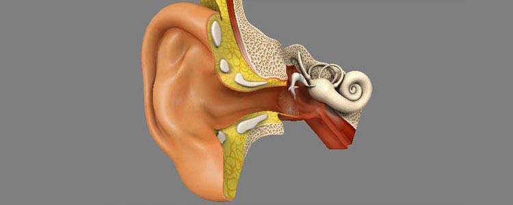 The functioning of the human ear